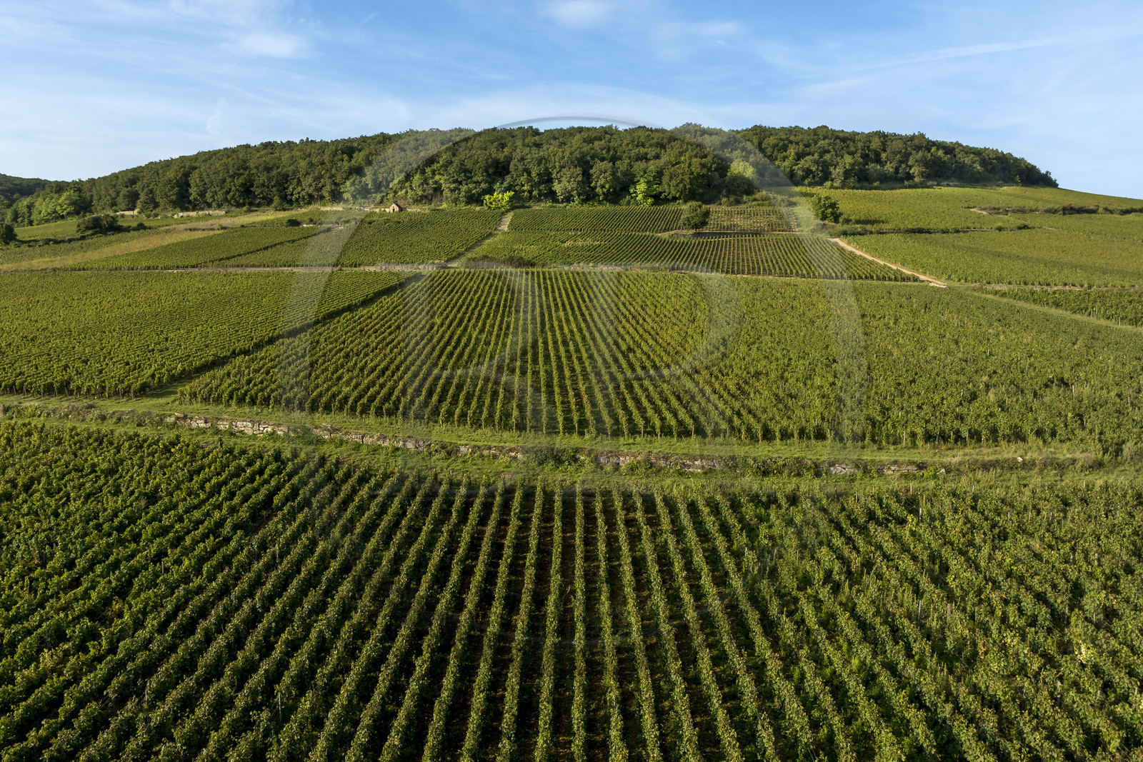 France, Côte-d'Or (21), les climats de Bourgogne classés Patrimoine Mondial de l'UNESCO, Route des Grands Crus, vignoble de la Côte de Beaune à Savigny-les-Beaune (vue aérienne)