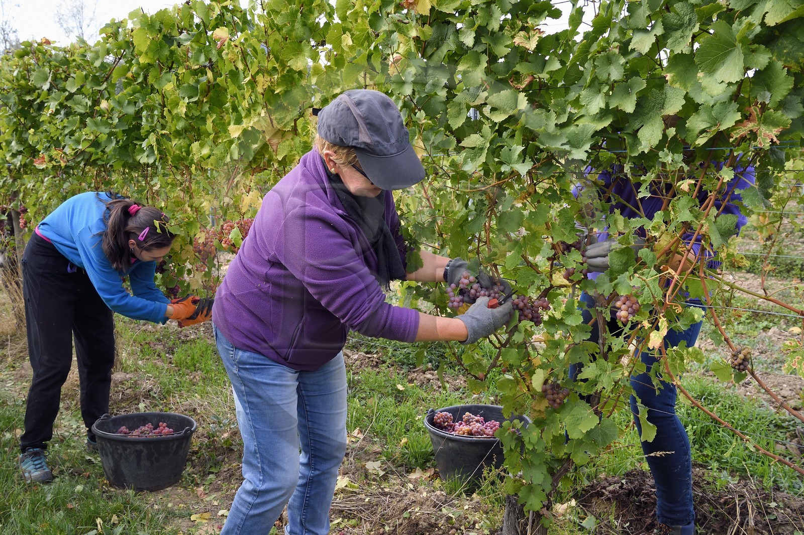 France, Bas Rhin, the Alsace Wine Route, Nothalten, grape harvest on a gewurztraminer plot of the Wine estate Philippe Sohler at Epfig