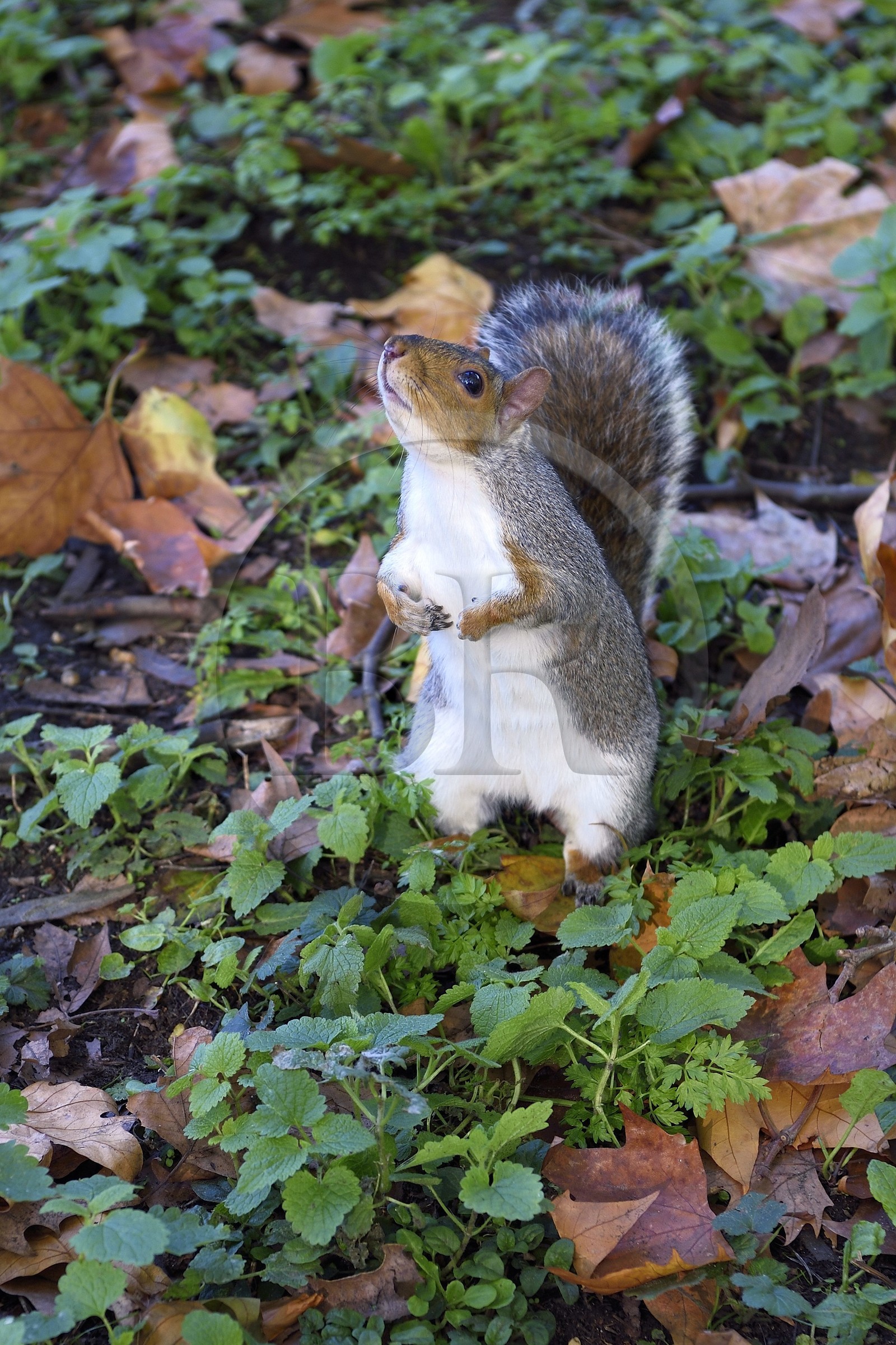 Royaume-Uni, Londres, Cité de Westminster, St James's Park, écureuil