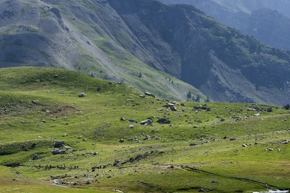 France, Alpes-de-Haute-Provence (04), Uvernet-Fours, parc national du Mercantour, vallée de l'Ubaye, col de la Cayolle (2326 m), sentier de randonnée qui grimpe à travers la pelouse alpine sur le circuit des lacs