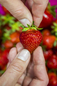 France, Vaucluse, Sarrians, Domaine de l'Oiselet,