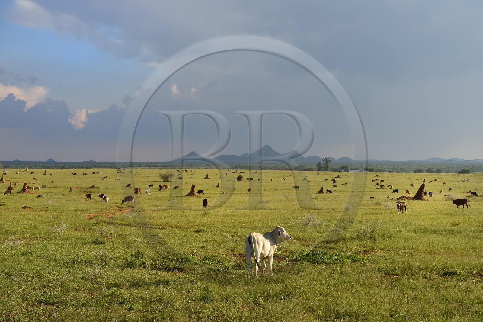 Namibie, région de Otjozondjupa, Otjiwarongo, élevage bovin dans un paysage de paturages verts en saison des pluies