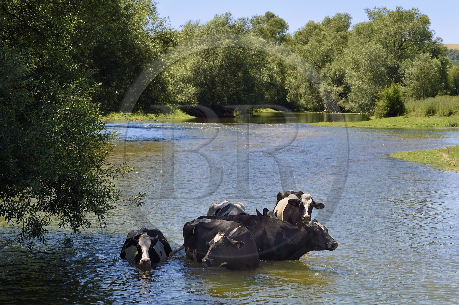 France, Meuse, Bannoncourt, cows bathing in the Meuse river