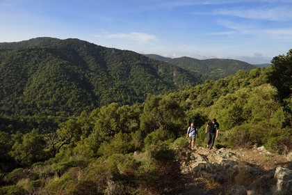 France, Var (83), Massif des Maures, Collobrières, randonnée des Menhirs de Lambert dans le vallon derrière le village