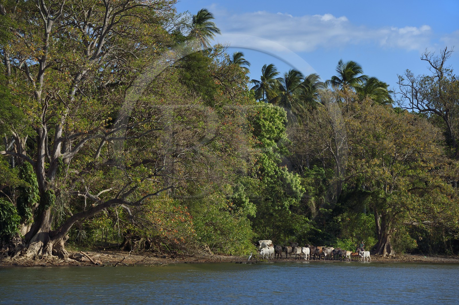 Nicaragua, Ile d'Ometepe sur le lac Nicaragua, troupeau de vaches sur la plage conduit par un cow boy