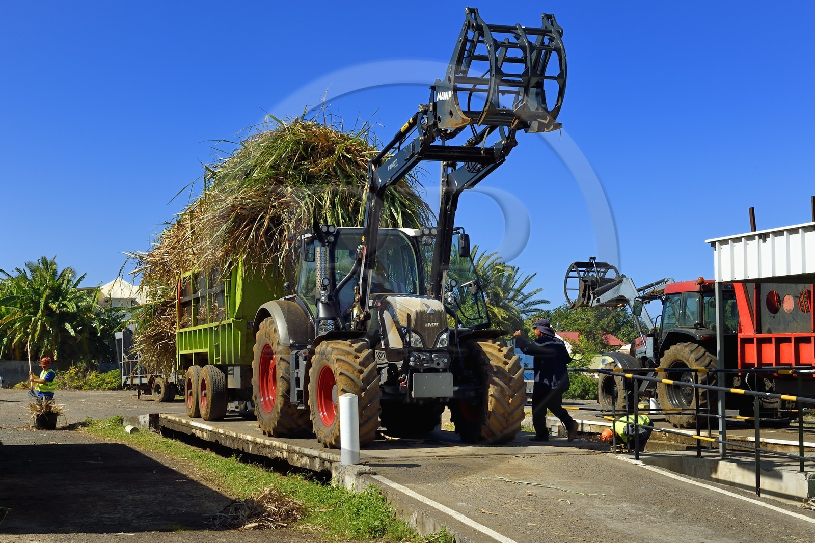 France, Ile de la Reunion, Saint-Pierre, Grands Bois, un des 11 centres de réception et de collecte de la canne à sucre aussi appelés Balance, les tracteurs amènent depuis les champs la canne dans des remorques, elle est ensuite pesée