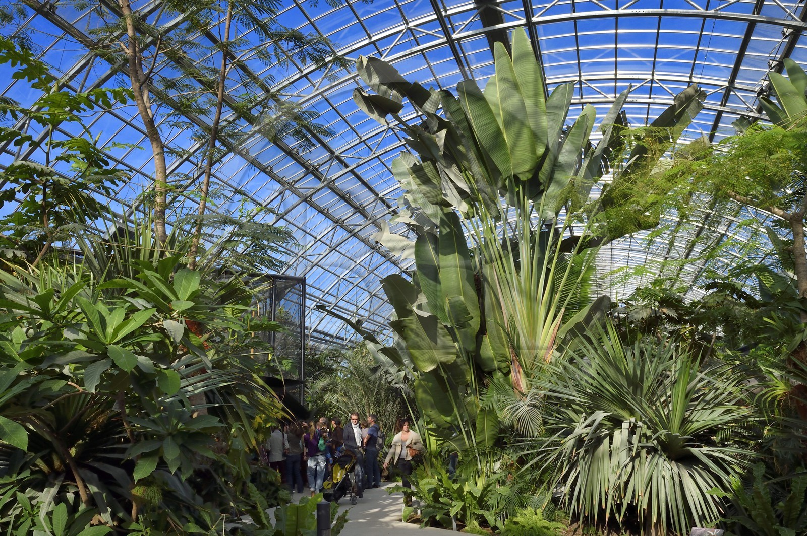 France, Paris (75), Le Parc zoologique de Paris (Zoo de Vincennes), restitution de la végétation tropicale dans la Grande Serre dans dans la biozone Guyane