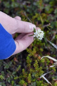 Groenland, cote ouest, Ile de Disko, Qeqertarsuaq, thé du Labrador (Rhododendron groenlandicum)
