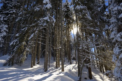France, Haute-Savoie (74), Morzine, la vallée d'Aulps, massif du Chablais, domaine skiable des Portes du Soleil, la forêt enneigée sur le Pléney (1554m)