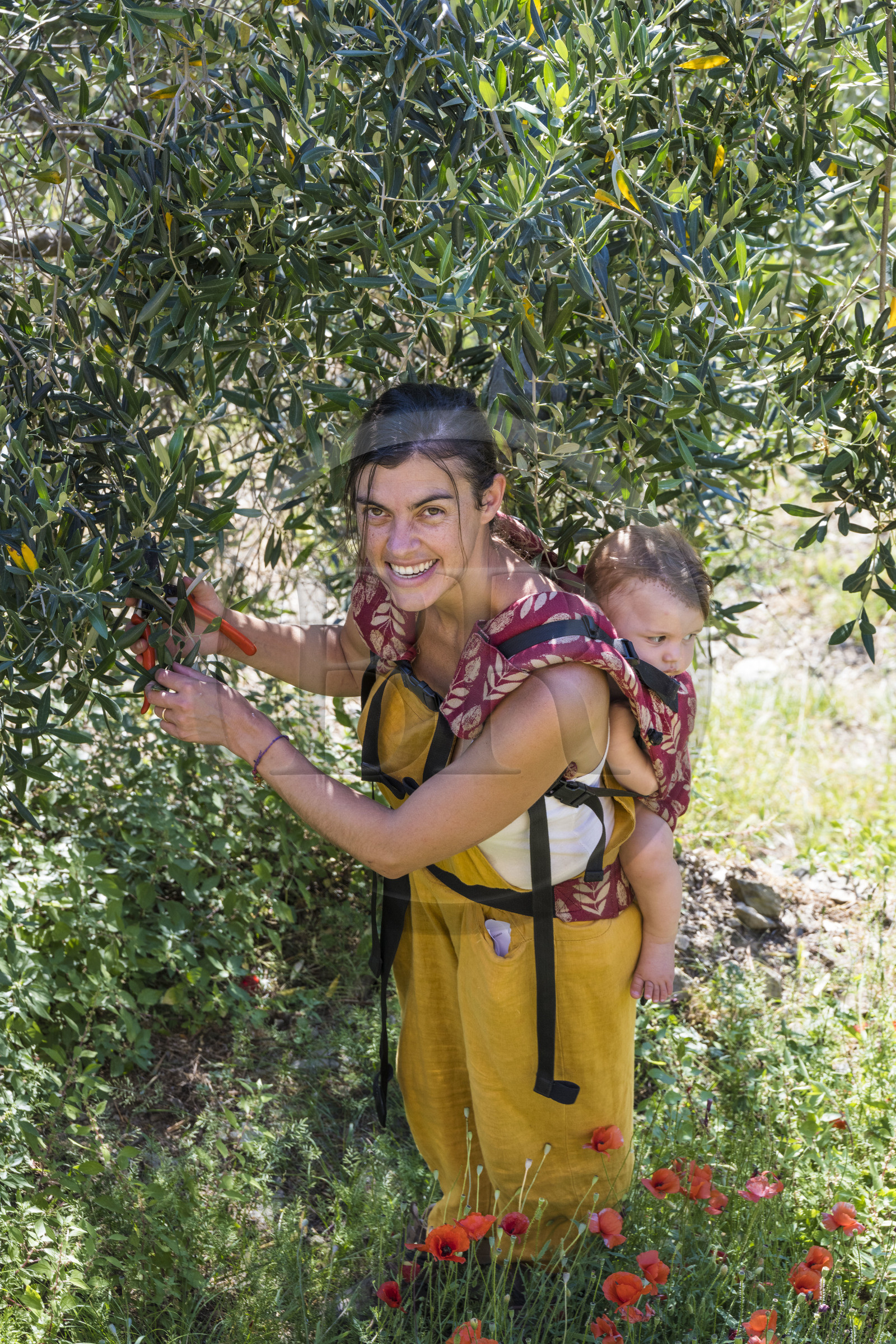 Italie, Ligurie, Cinque Terre, parc national des Cinque Terre classé Patrimoine Mondial de l'UNESCO, village de Monterosso al Mare, Ferme la Brucaolivo, Costanza Lari entretien ses oliviers avec son bébé dans le dos