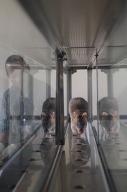 Tanzania, university of Morogoro, the Apopo detection rat technology for mines, trainig for using Sniffer Rats to Detect TNT or Tuberculosis