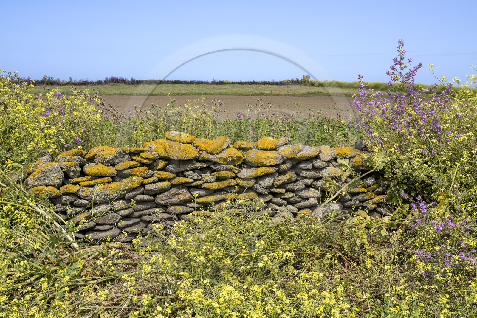 France, Finistère (29), Mer d'Iroise, archipel de Molène, Ile de Quéménès, mur de pierres sèches