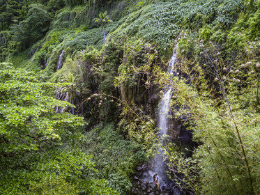 France, Ile de la Reunion, Parc national de La Réunion, classé Patrimoine Mondial de l'UNESCO, Sainte-Rose, anse des Cascades, enfants créoles se baignant sous une cascade et  nids de tisserin gendarme (Ploceus cucullatus) aussi appelé Oiseau Bellier au premier plan (vue aérienne)