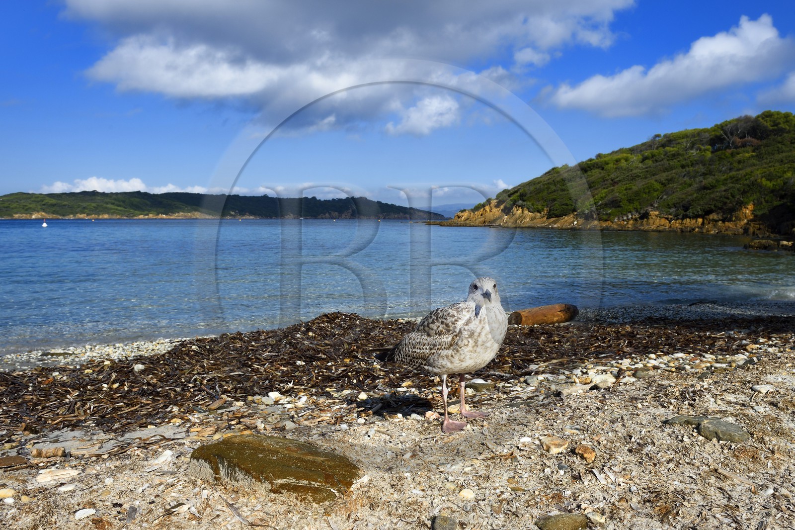 France, Var (83), Iles d'Hyères, parc national de Port Cros, Ile de Port-Cros, plage du Sud