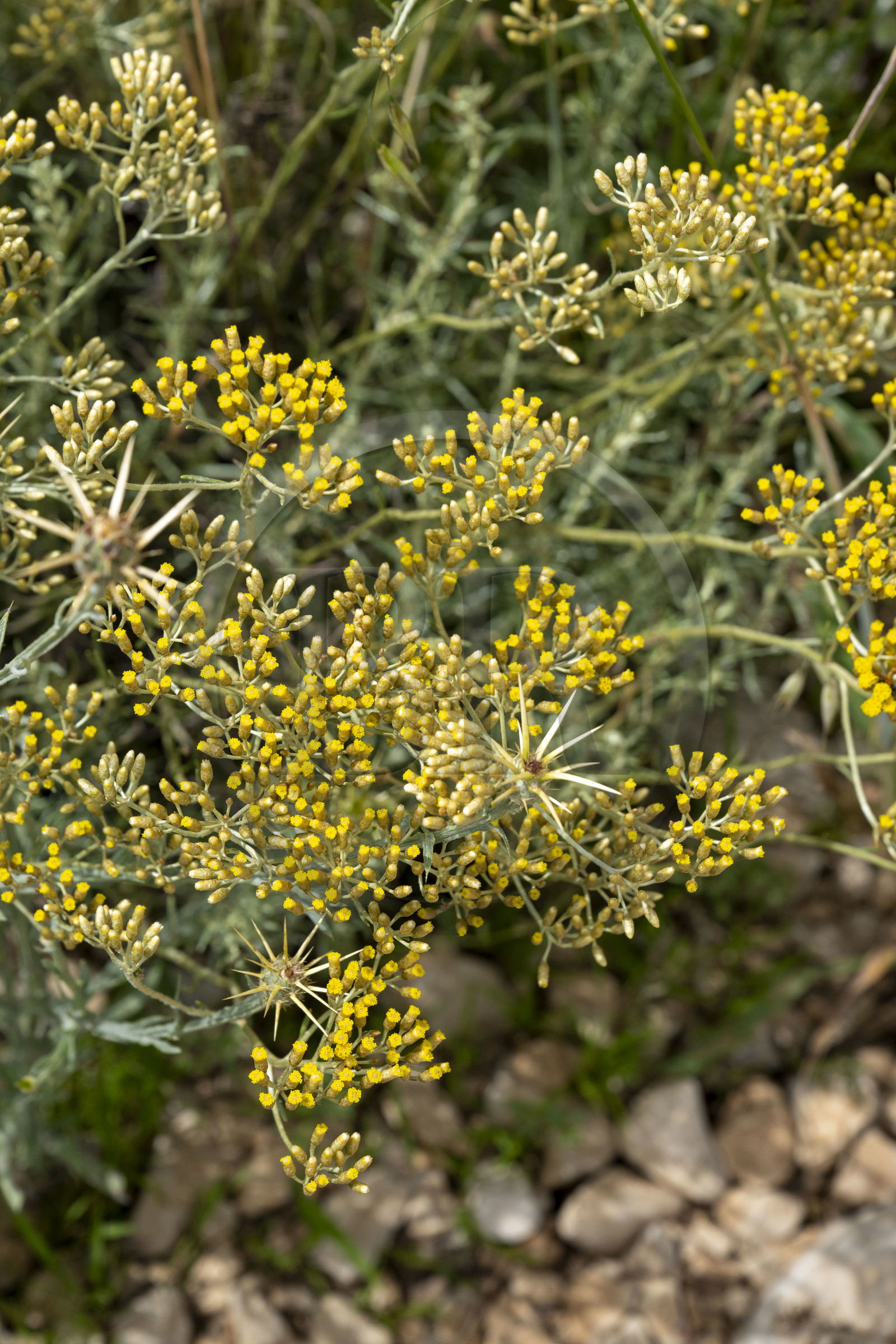 France, Drome, Drome Provencale, Sault district, Ferrassieres, Italian immortelle (helichrysum italicum)