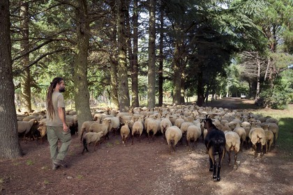 France, Var (83), Massif des Maures, Collobrières, plateau Lambert, le berger Laurent Ripert entouré de ses 400 moutons mourérous