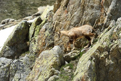 France, Alpes-Maritimes (06), parc national du Mercantour, chamois (Rupicapra rupicapra) dans le vallon de la Madone de Fenestre