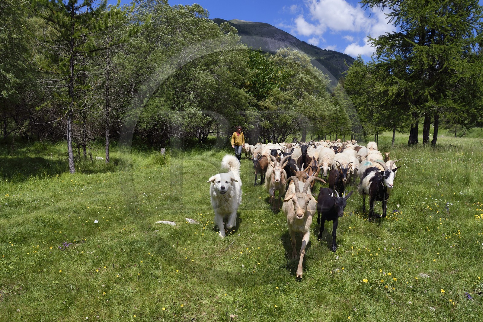 France, Alpes-Maritimes, Roya Valley (Nice hinterland), at the foot of the Mercantour National Park, Tende, Casterine valley towards Casterino, the young breeder of Brigasca sheep Céline Giordano and her flock
