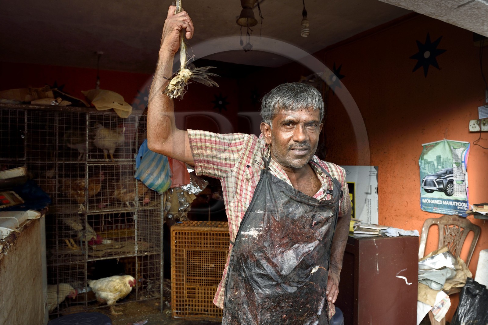 Sri Lanka, province de l'ouest, district de Colombo, Colombo, le marché de volailles dans le quartier de Pettah