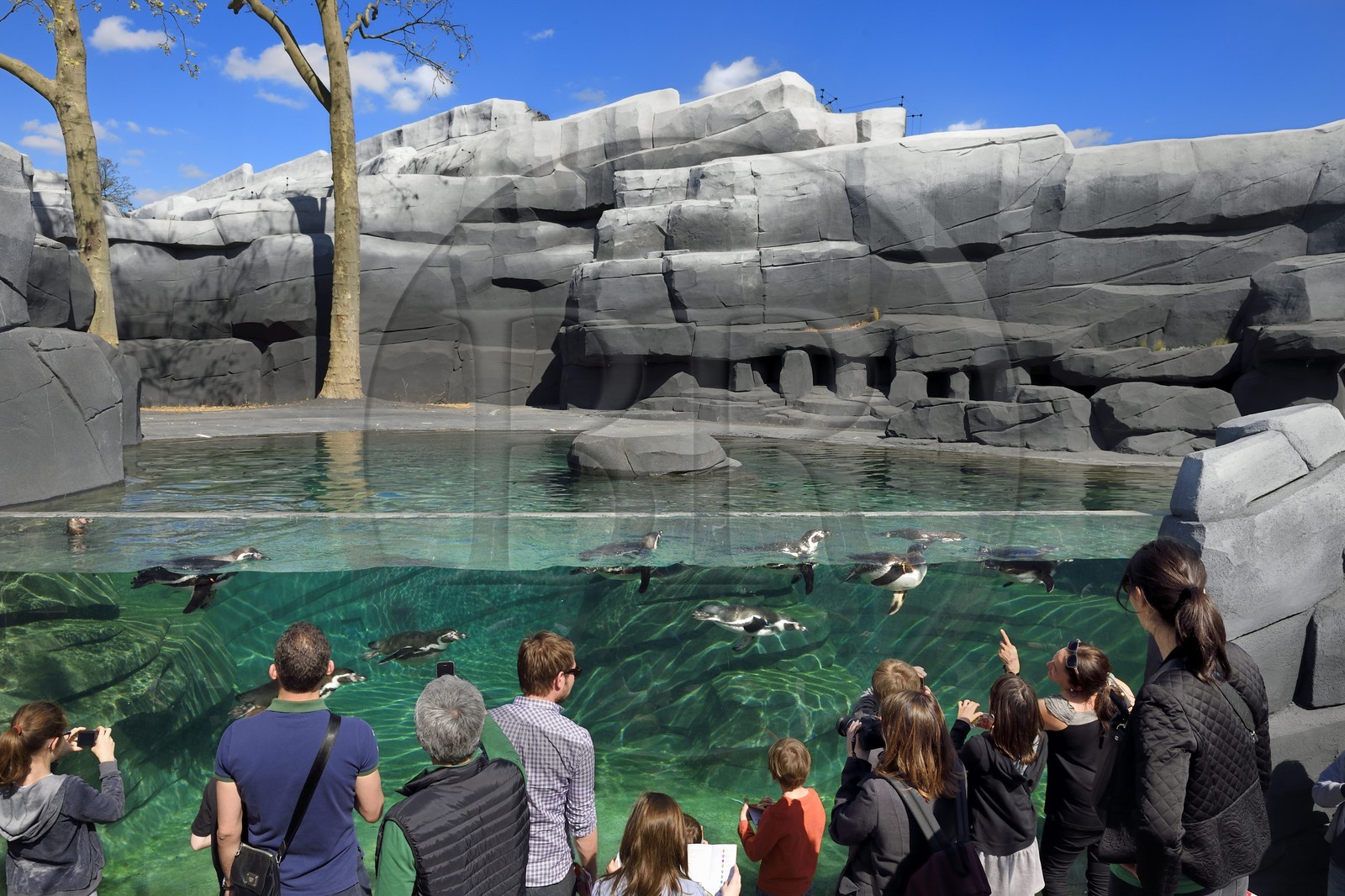 France, Paris (75), Le Parc zoologique de Paris (Zoo de Vincennes), Manchot de Humboldt (Spheniscus humboldti) dans le milieu côtier froid reconstitué par des enrochements entourant le bassin, la biozone Patagonie