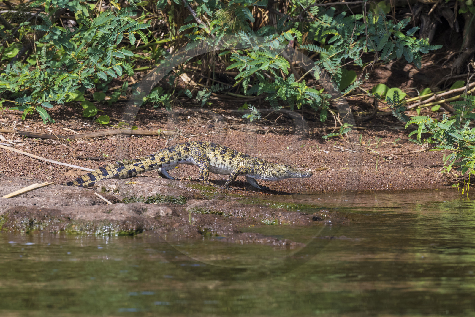 Rwanda, Parc national de l'Akagera, le lac Ihema, jeune crocodile du Nil (Crocodylus niloticus)