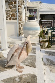 Grèce, Les Cyclades, mer Égée, île de Mykonos, Chora (Mykonos town), le pélican est devenu la mascotte de la ville