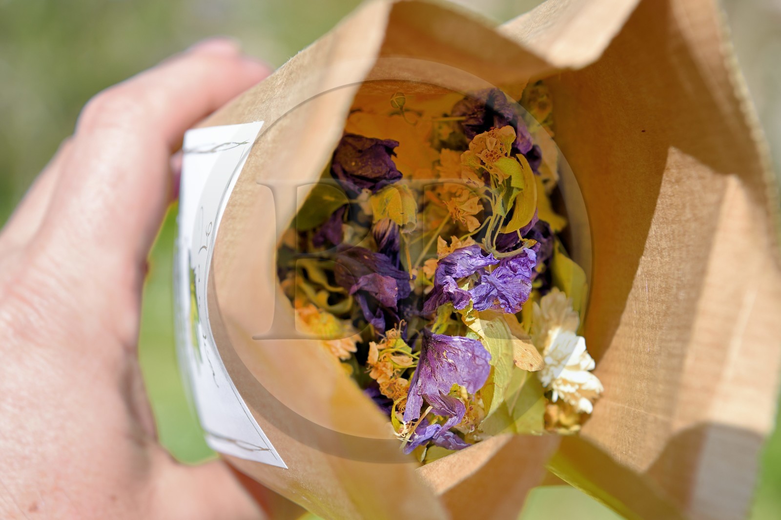 France, Charente (16), Chazelles, jardin botanique Ma Nouvelle Vie créé par Marc Buergo, Mille et une nuits, tisane faite de 4 plantes aromatiques et médicinales: aubépine, tilleul, camomille romaine et mauve