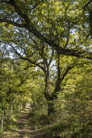 France, Var (83), Provence Verte, Bras, Académie du Bain de Forêt Provençale, forêt du domaine Le Peyrourier - une campagne en Provence