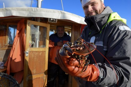 Sweden, Västra Götaland, Koster Islands, out to sea to retrieve lobster traps, lobster