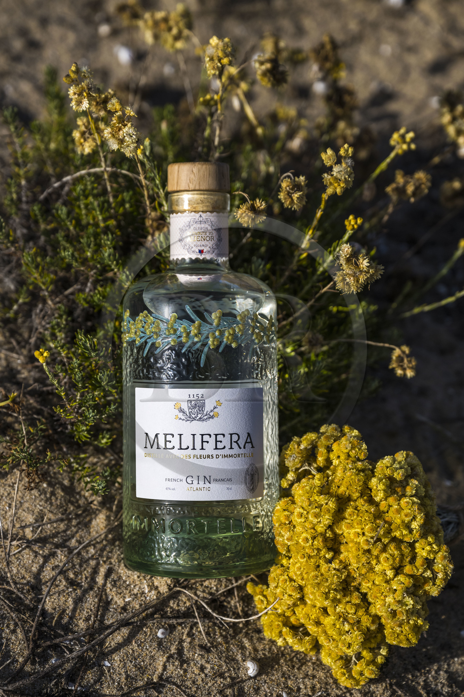 France, Charente-Maritime (17), Ile d'Oléron, Saint-Georges-d'Oléron, bouteille de Gin Melifera avec des fleurs d'immortelles (helichrysum stoechas) dans les dunes de la plage de Chaucre