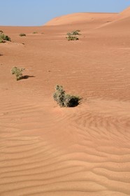 Sultanat d'Oman, gouvernorat de Ash Sharqiyah, désert des Wahiba Sands ou Sharqiya Sands
