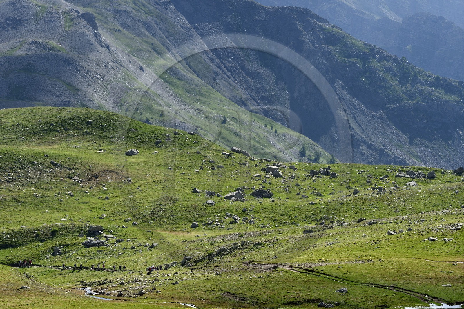 France, Alpes-de-Haute-Provence (04), Uvernet-Fours, parc national du Mercantour, vallée de l'Ubaye, col de la Cayolle (2326 m), sentier de randonnée qui grimpe à travers la pelouse alpine sur le circuit des lacs