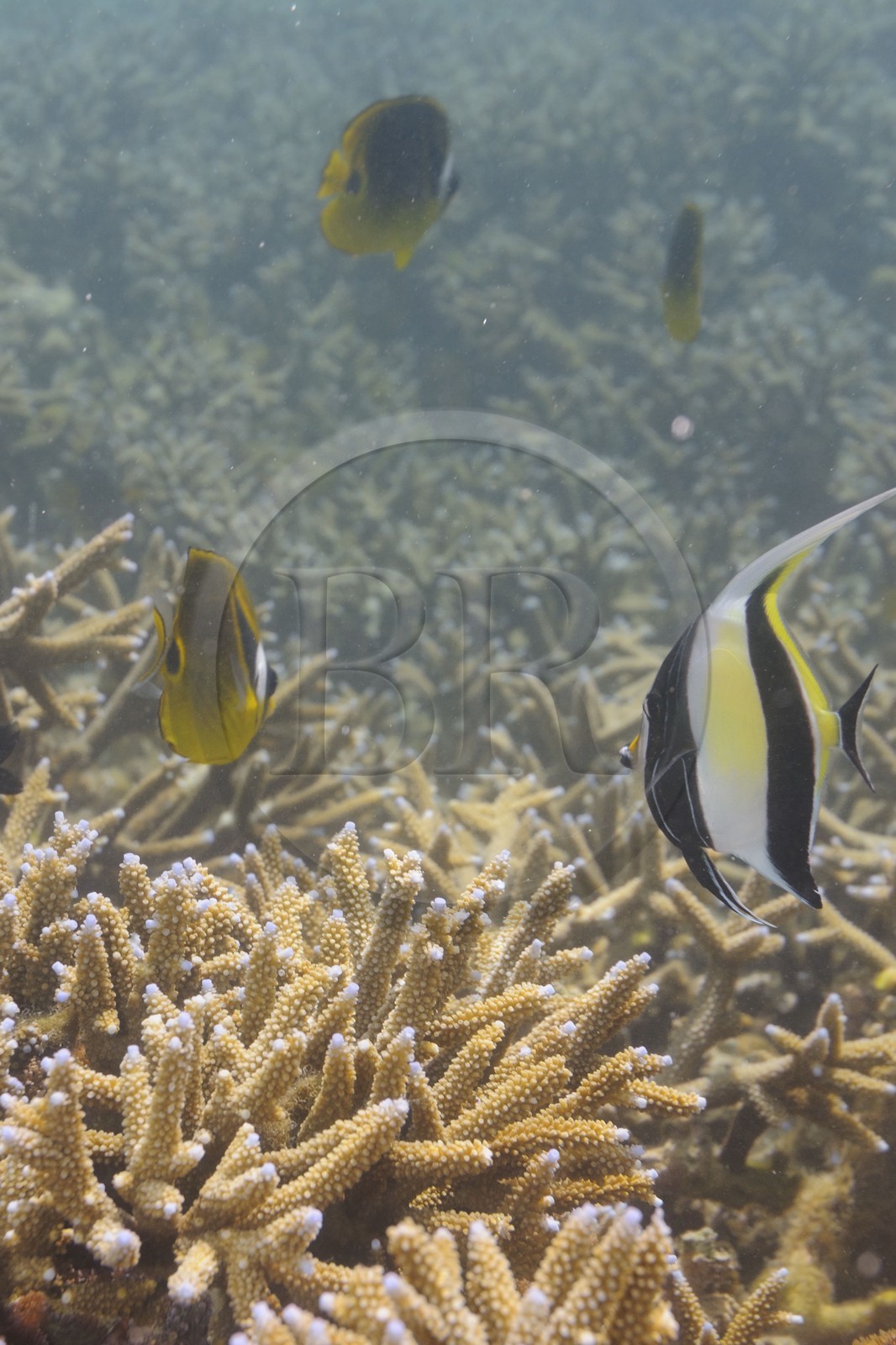 France, Reunion Island (French overseas department), coral reef of Saint Gilles and Ermitage lagoon (underwater view)