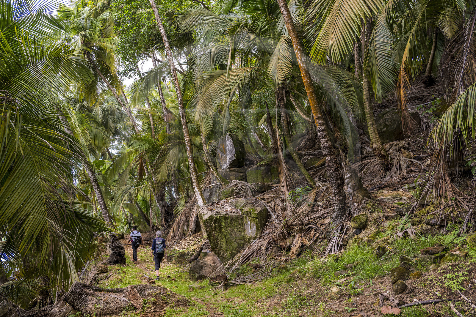 France, French Guiana, Kourou, Salvation Islands (Iles du Salut), Royal Island, hiking on the coastal path
