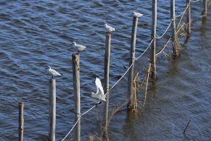France, Haute-Corse (2B), l'étang de Biguglia (stagnu di Chjurlinu), réserve naturelle de Corse (RNC), Aigrette garzette (Egretta garzetta) et mouettes perchées sur des pieux d'aulne