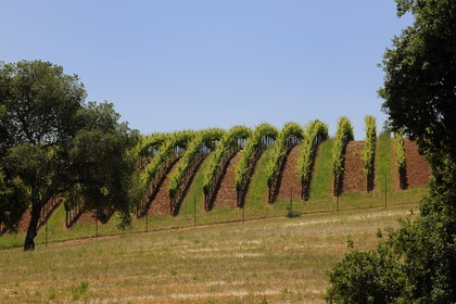 United States, California, Sonoma County, the vineyard of the Arista Property