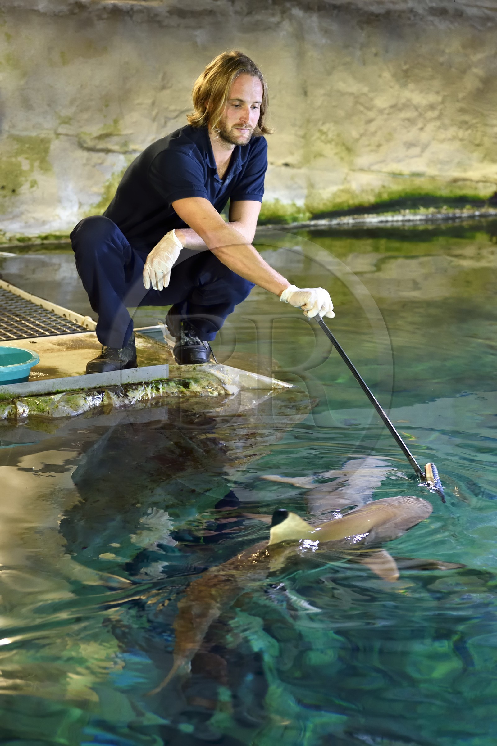 France, Pyrénées-Atlantiques (64), Pays-Basque, Biarritz, l'Aquarium - le Musée de la Mer, Jean Baptiste Nurenberg nourrissant un requin à pointes noires (Carcharhinus melanopterus)