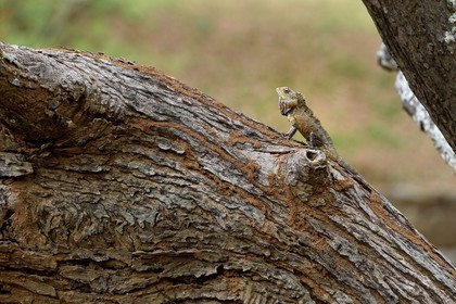 Sri Lanka, province centrale, district de Matale, Sigiriya, caméléon agame versicolore (Calotes versicolor) également appelé agame arlequin