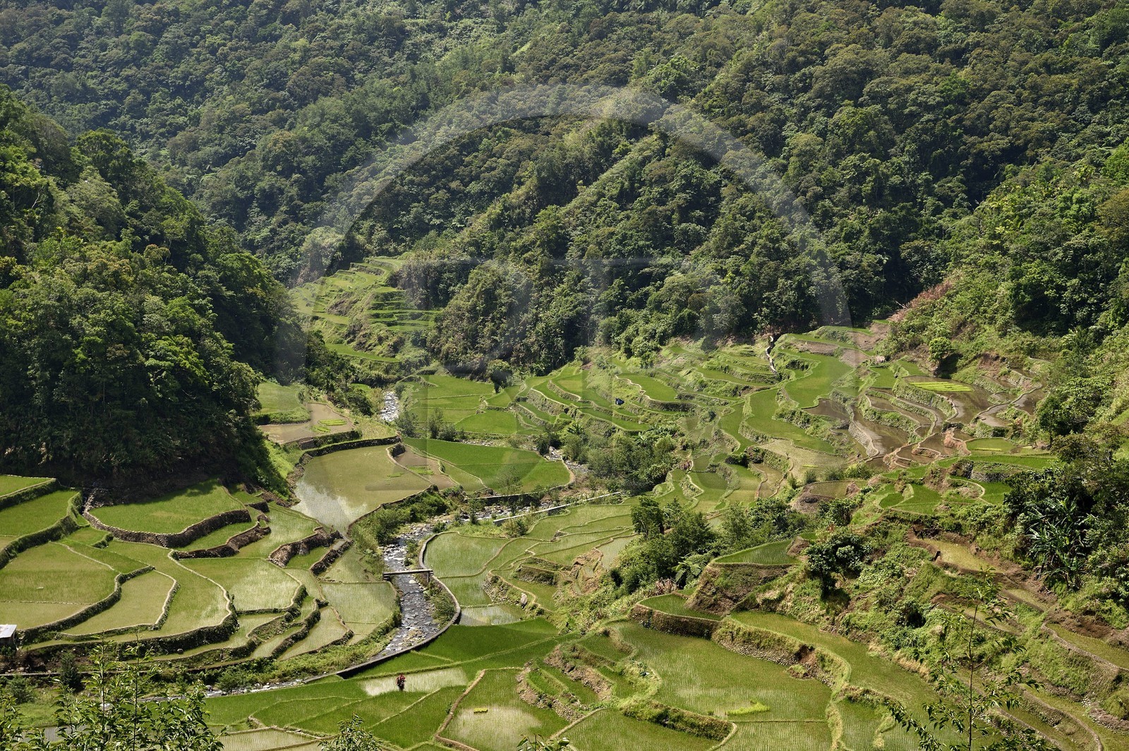 Philippines, province d'Ifugao, les rizières en terrasses de Banaue, classées Patrimoine Mondial de l'UNESCO