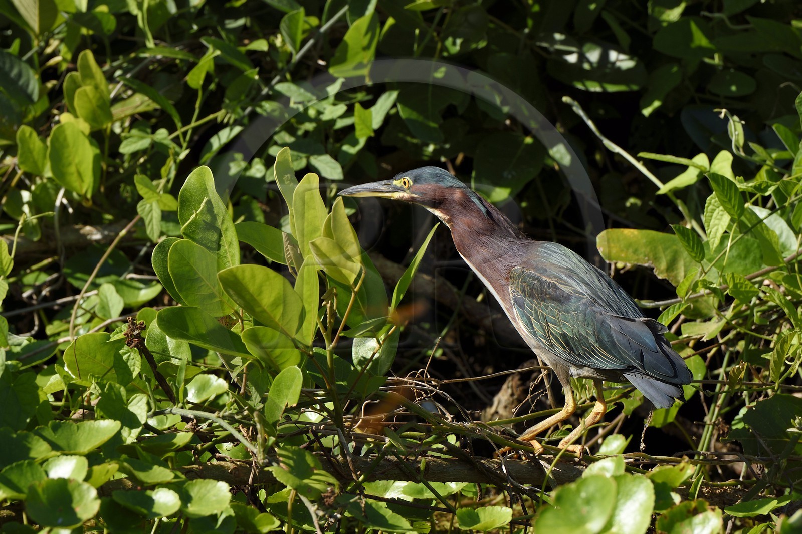 Nicaragua, Ile d'Ometepe réserve mondiale de Biosphère sur le lac Nicaragua, marais le long du Rio Istian, Héron vert (Butorides virescens)
