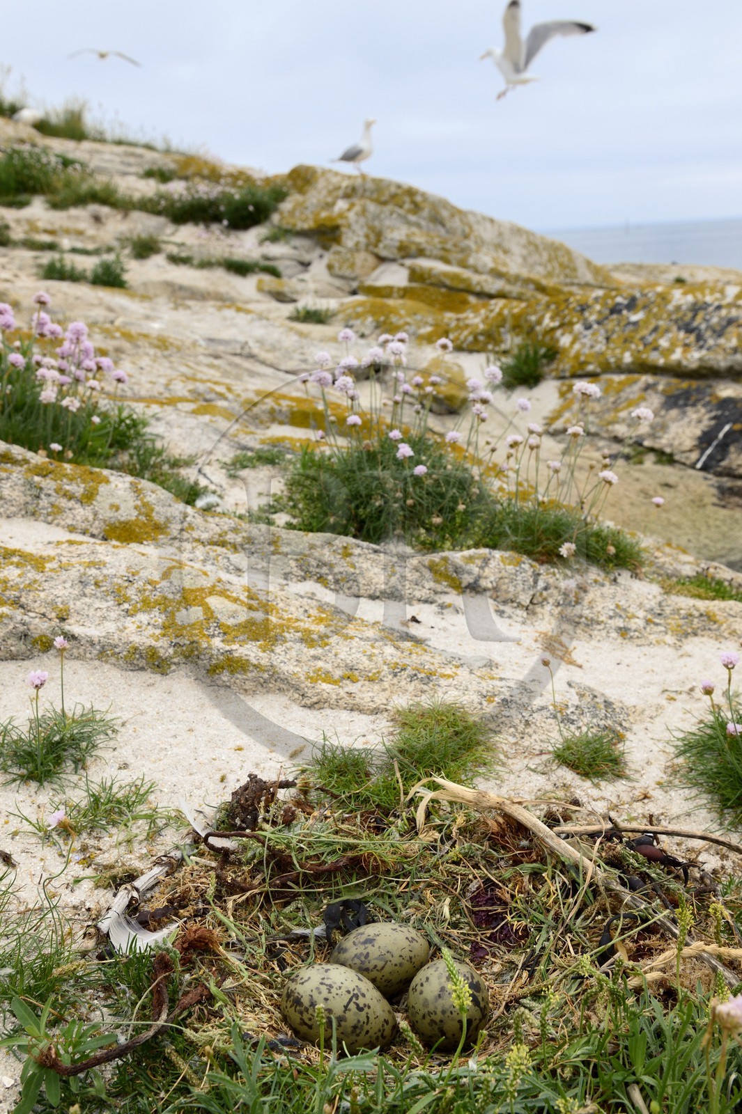 France, Finistere, La Foret Fouesnant, Glenan islands, Cigogne island, eggs in a nest of seagulls