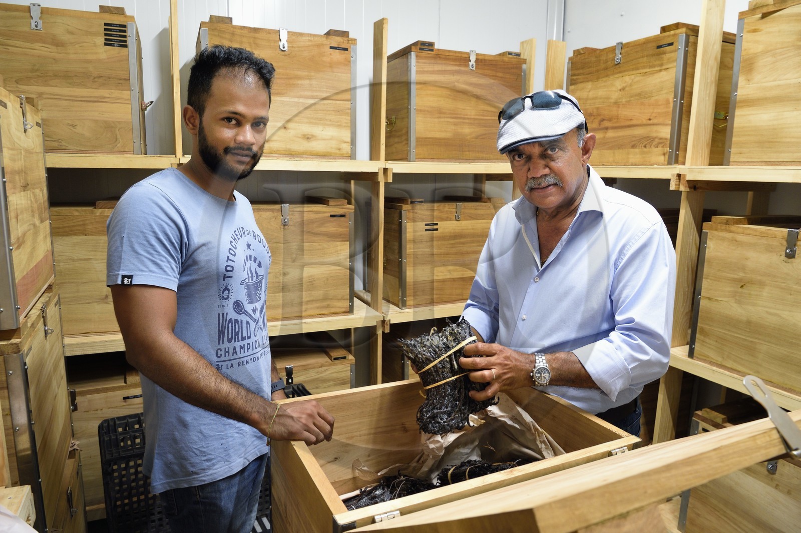 France, Ile de la Reunion, Saint-Louis, Domaine de Bellevue, producteur de vanille biologique cultivée sous des panneaux photovoltaïques, gousses de vanille Planifolia cristallisée avec 24 mois d'affinage minimum dans des coffres en bois de tamarin de récupération, le gérant Pierre Saint-Lambert et son père Jean Edwards Saint-Lambert