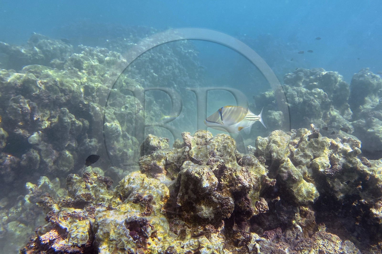 Sultanat d'Oman, gouvernorat de Mascate, réserve naturelle des Iles Daymaniyat, récif corallien