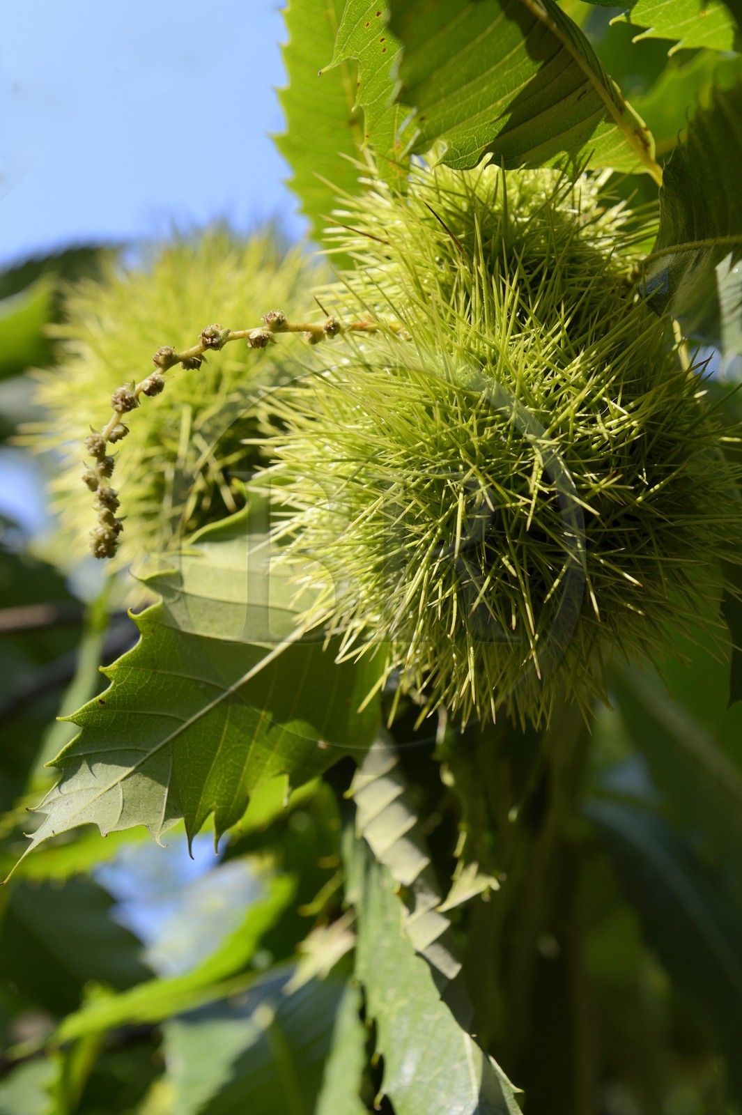 France, Haute-Corse (2B), Castagniccia, Valle d’Orezza, chataignes