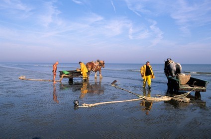 Belgique, Flandre-Occidentale, plage de Oostduinkerke, les derniers pêcheurs de crevettes à cheval