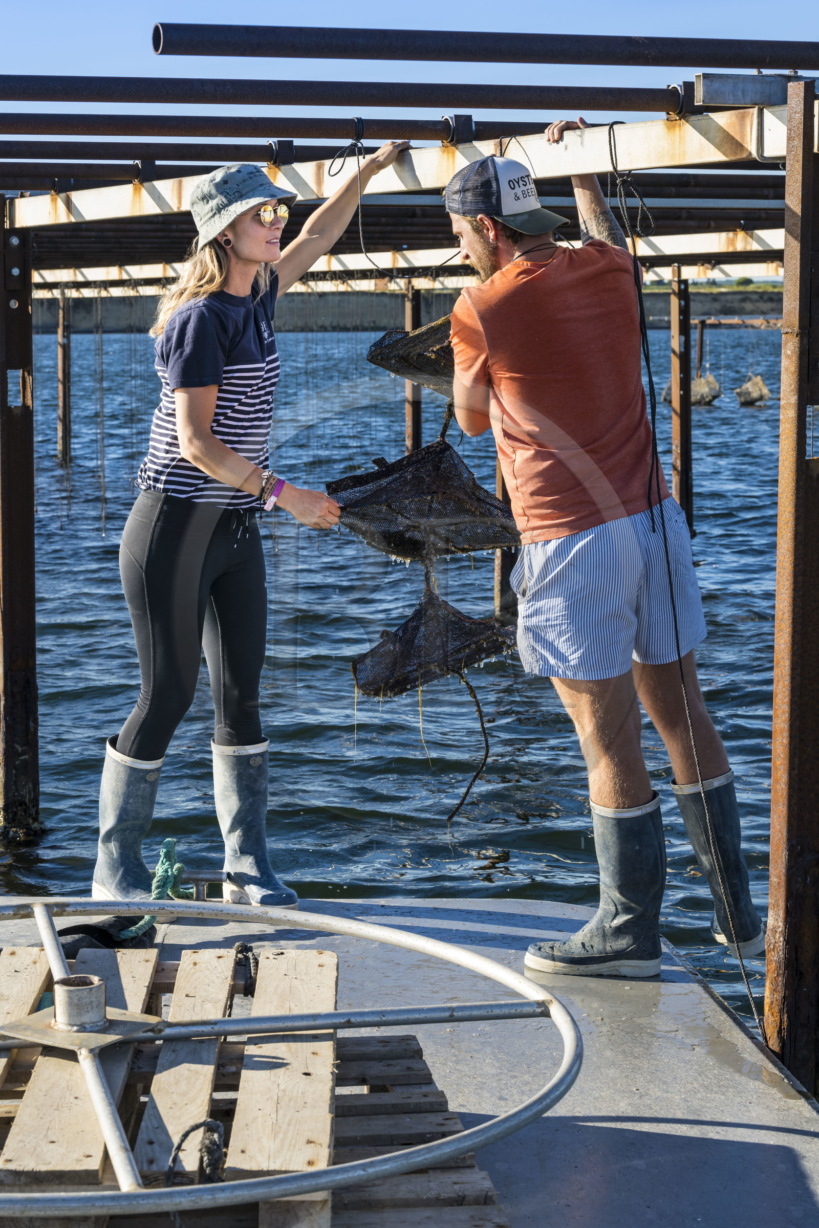 France, Hérault (34), Etang de Thau, Mèze, les producteurs de coquillages Quentin et Emmeline, naissains dans les paniers japonais