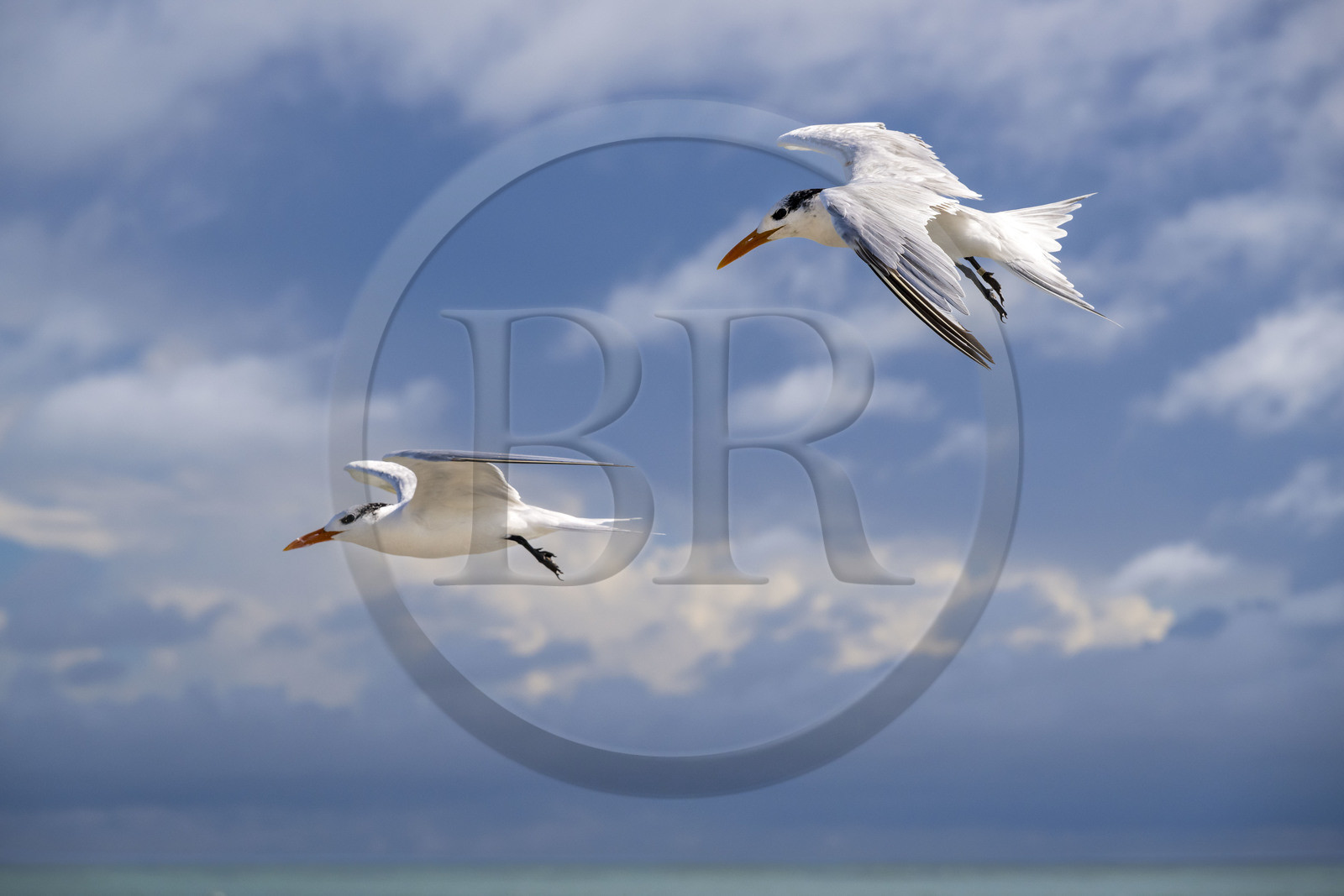 France, French Guiana, Kourou, Salvation Islands (Iles du Salut), Royal Island, royal tern (Thalasseus maximus)