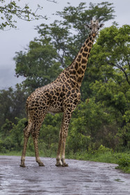 Rwanda, Parc national de l'Akagera, girafe (Giraffa camelopardalis)
