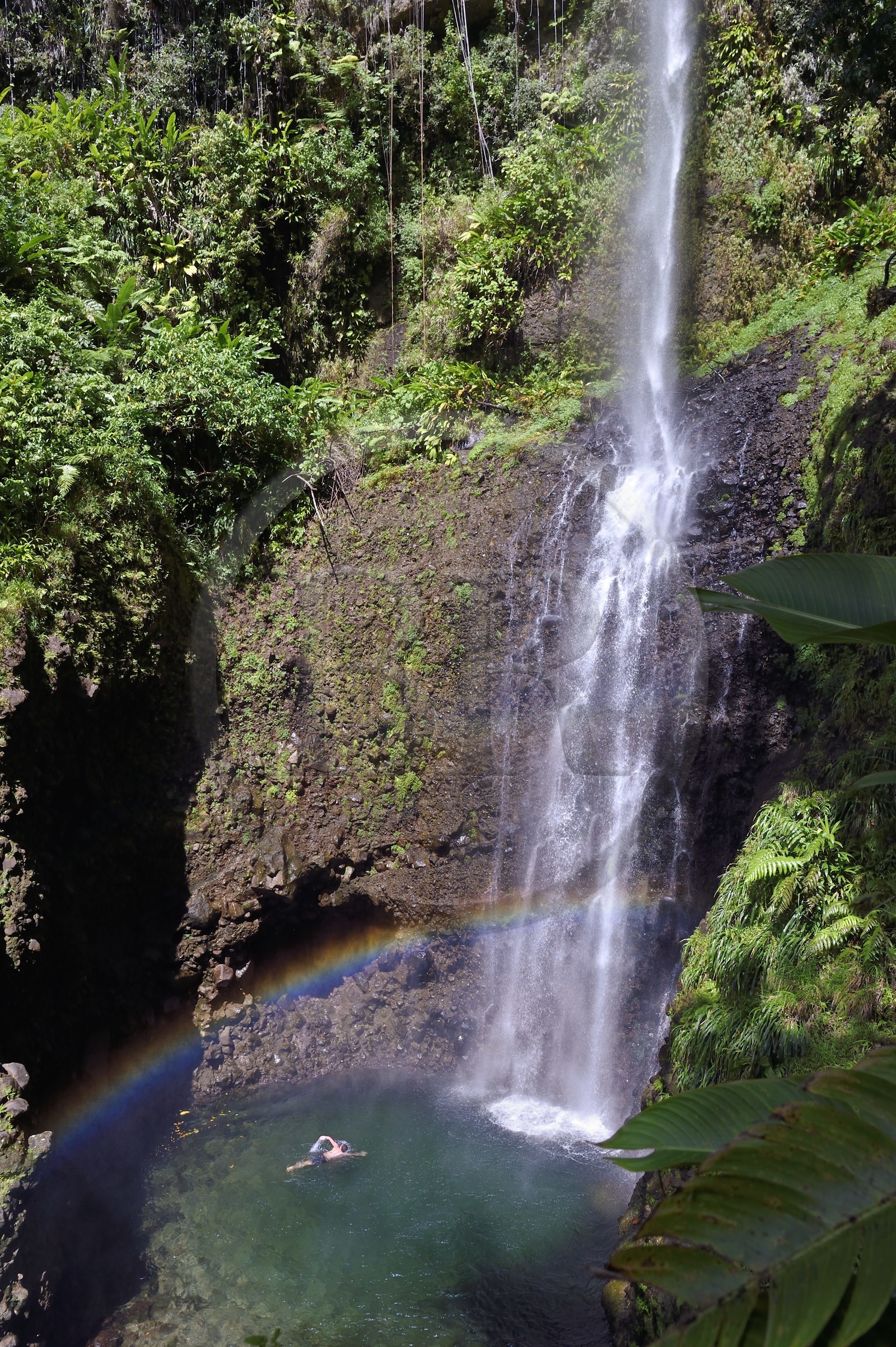 Caribbean, Dominica Island, Morne Trois Pitons National Park listed as World heritage by UNESCO, hiker at Middleham Falls on the Waitukubuli hiking trail that crosses the island