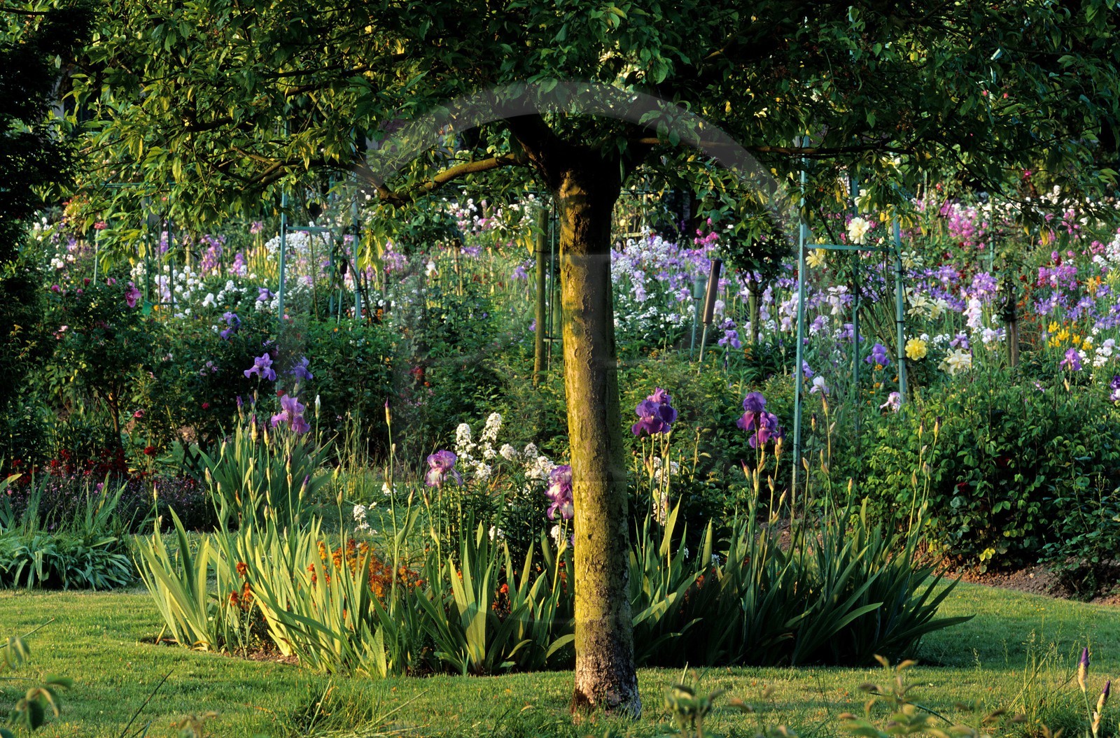 France, Eure (27), Giverny, jardin de Claude Monet, fin septembre